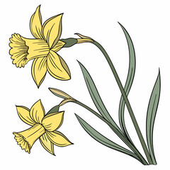 Daffodil Duo: A vibrant illustration of two daffodils, showcasing delicate yellow petals and slender green stems, evokes the essence of spring.
