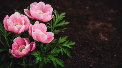 Beautiful background template made of Spring flowers.