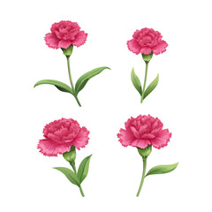 Pink Carnations Graphic Illustration:  Four vibrant pink carnations with their lush green leaves are rendered in a meticulous graphic illustration style. The carnations are displayed in a staggered.