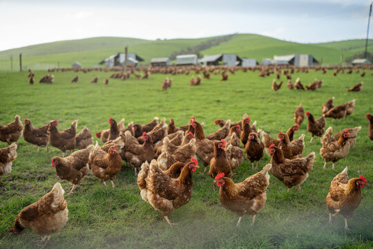 free range poultry farm with chook tractors and chickens on pasture grass