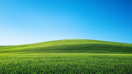 Naklejka premium Green grass under the blue sky