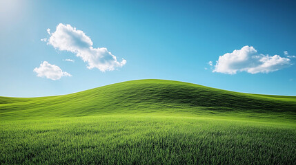 Fototapeta premium Green grass under the blue sky