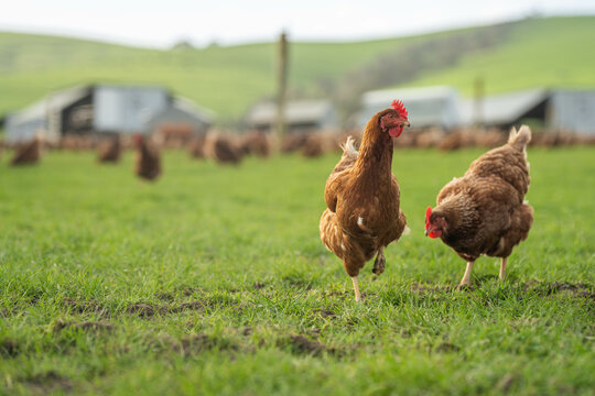 free range poultry farm with chook tractors and chickens on pasture grass