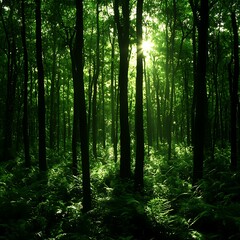 Obraz premium Sunlit Forest Path, Green Canopy