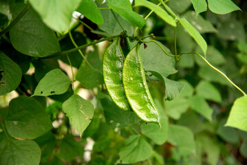 Grown beans on a bean plant. Green pea pods growing on a garden tree