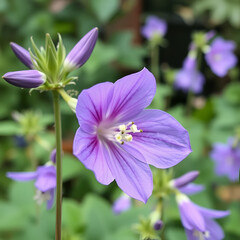 Close up of violet flowers of Platycodon grandiflorus (Balloon Flower, Chinese bellflower) in the garden