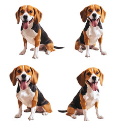 Playful Beagle Dog in Various Poses and Expressions
