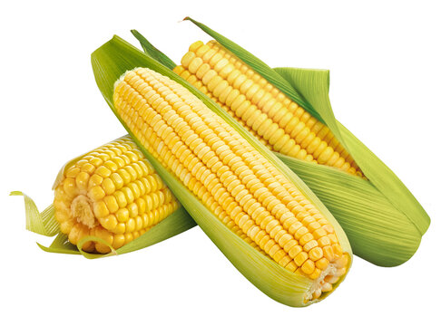 espiga de milho verde isolado em fundo transparente