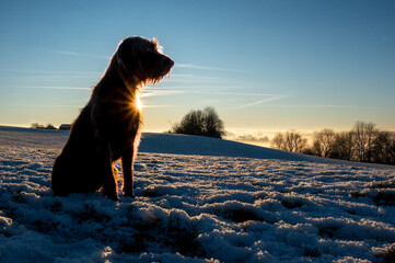 Pudelpointer im Gegenlicht