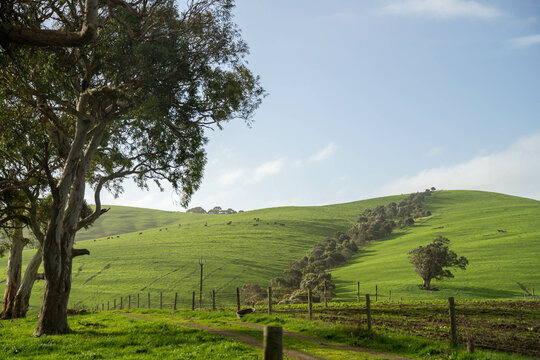 green fields and rolling hills in a farming landscape