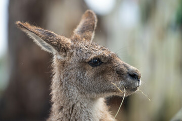 close up kangaroo in a wildlife reserve