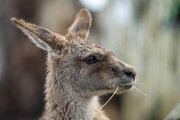 close up kangaroo in a wildlife reserve
