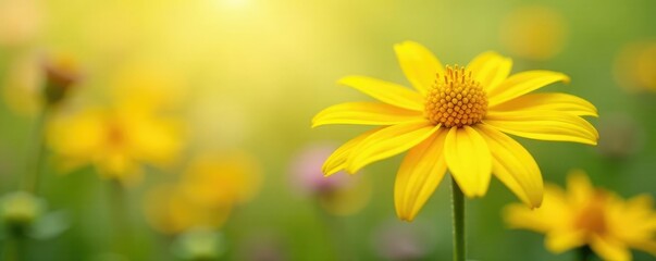 Obraz premium Bright yellow petals of Echinacea flowers against a soft natural floral background, flowers, yellow, herbalism
