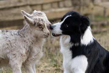 Border Collie mit jungen Ziegen