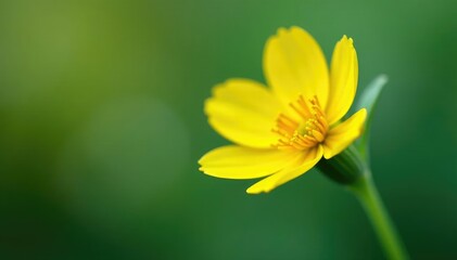 Obraz premium Bright yellow petals against a soft green stem,, flowers-in-stem, bright-yellow-flower-green-stem