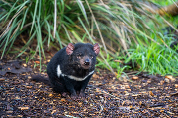 tasmanian devil close up in tasmania