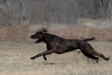 Pudelpointer im Freilauf