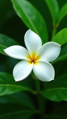 Fototapeta premium Delicate white plumeria flower on a lush green leaf, garden, bloom, plumeria