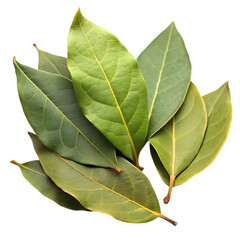 Bay Leaves: Herb, Spice, Cooking