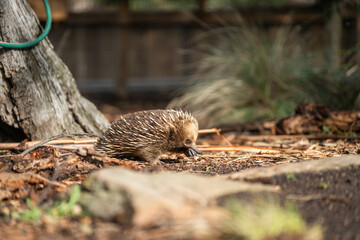 echidna walking in the bush