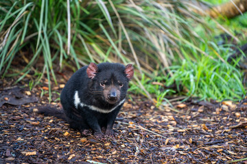 tasmanian devil close up in tasmania