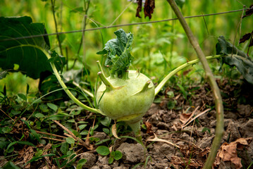 Turnip Brassica rapa subsp. Shalgom. Harvest of turnip