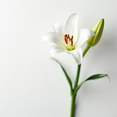 Fototapeta premium Stunning white lily flower set against a clean white backdrop, highlighting its graceful form and intricate details, fragrance, garden, decoration