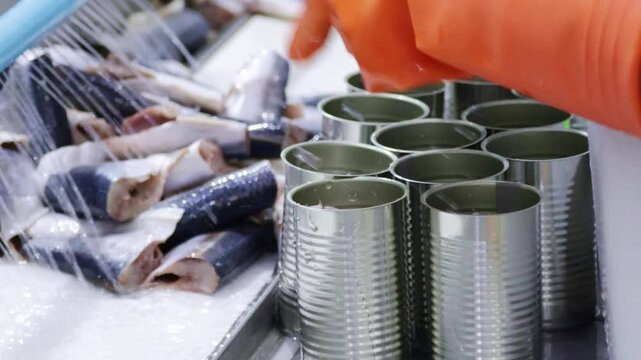 Female worker hands in gloves sorting sardines, fresh mackerels that have been processed in cold water to maintain freshness and put into cans. Modern production process, canning plant.