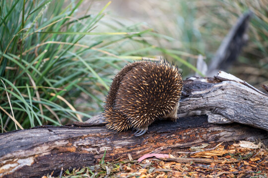 echidna walking in the bush