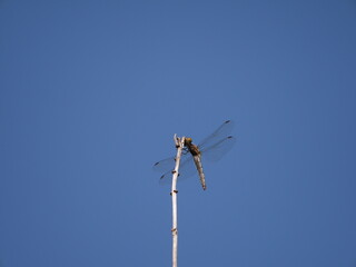 枝にとまっているトンボ