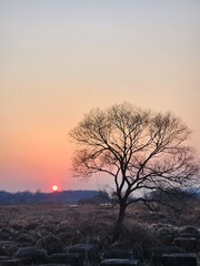 silhouette of a lonely tree at sunset landscape