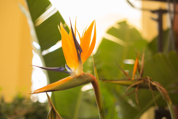 Strelitzia Reginae flower .Bird of paradise flower.Colorful exotic bird. Botanical varieties of...