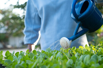 A person waters fresh green seedlings using a blue watering can, demonstrating the importance of nurturing plants for a vibrant garden. © Bordinthorn