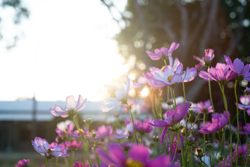 A serene scene featuring blooming flowers in a soft afternoon light, highlighting the beauty of nature and the calmness of the surrounding environment.