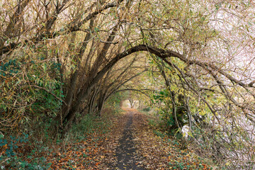 Fototapeta premium A serene path winds through a dense canopy of trees with vibrant golden leaves. The ground is covered in fallen leaves, showcasing the beauty of autumn foliage in a peaceful countryside setting