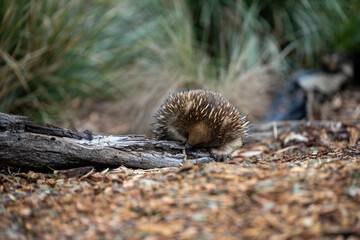 echidna walking in the bush