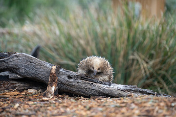echidna walking in the bush