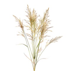 Fototapeta premium Soft Pampas Grass Stems with Delicate Feathery Plumes on White Background