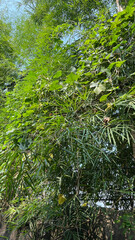 Serene photo of bamboo trees, showcasing their tall, slender trunks and lush green leaves. Ideal for nature, forest, and botanical themes, capturing the tranquillity and beauty of bamboo groves.