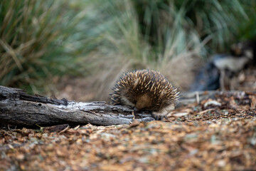 echidna walking in the bush