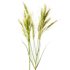 Delicate Green Grass Blades with Graceful Seed Heads on White Background