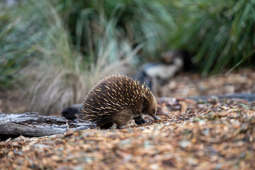 echidna walking in the bush