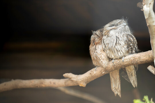 Morepork sleeping in australia in a tree