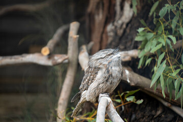 Morepork sleeping in australia in a tree