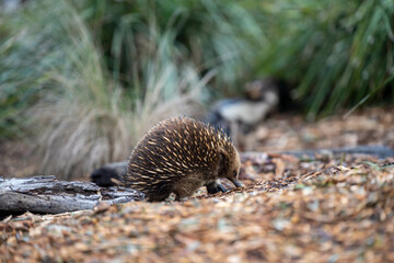 echidna walking in the bush