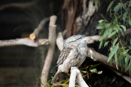 Morepork sleeping in australia in a tree