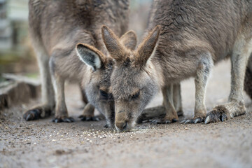 kangaroo in a wildlife reserve close up