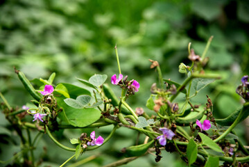 Pea flower. Fresh green bean plant. cultivation, garden, plant, flower