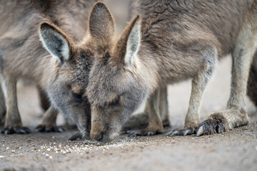 kangaroo in a wildlife reserve close up