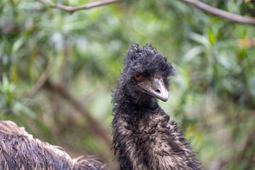 emu in the australian bush close up